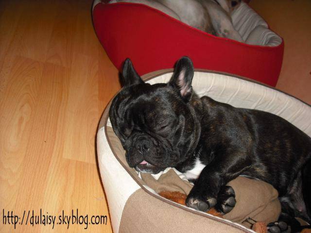 bouledogue français Daisy - Bouledogue Français