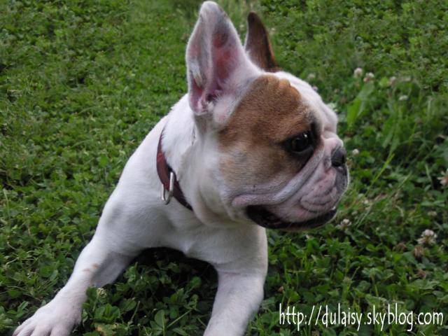 bouledogue français Ula - Bouledogue Français