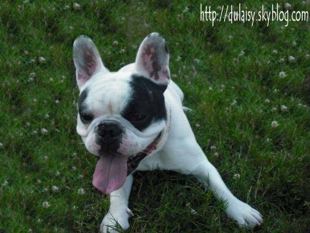 bouledogue français Pablo - Bouledogue Français