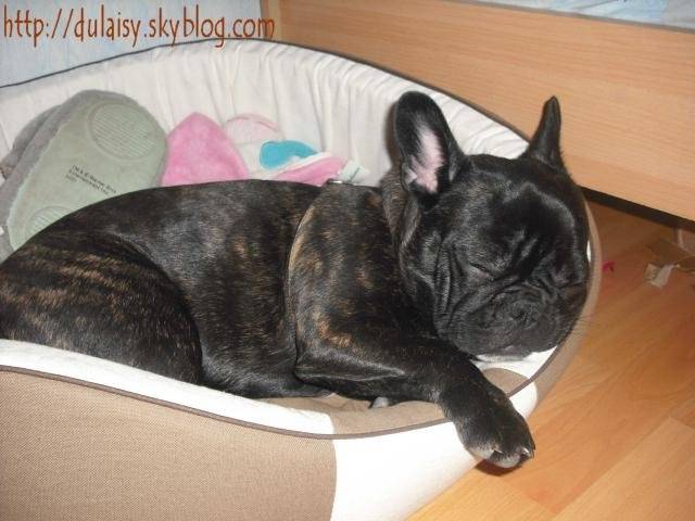 bouledogue français Daisy - Bouledogue Français