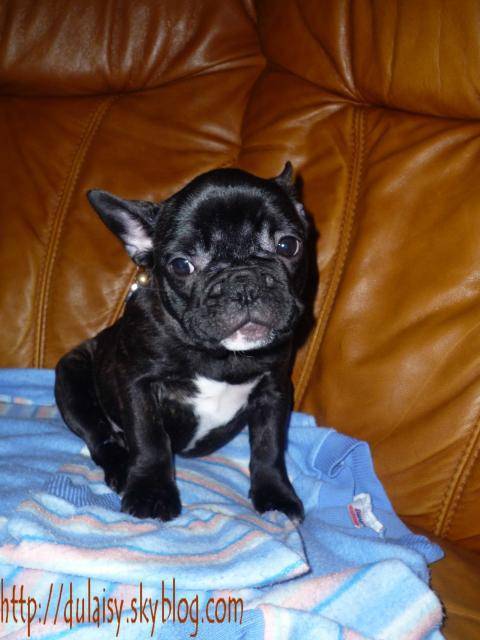 bouledogue français Daisy - Bouledogue Français