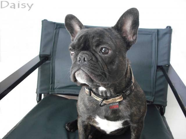 bouledogue français Daisy - Bouledogue Français