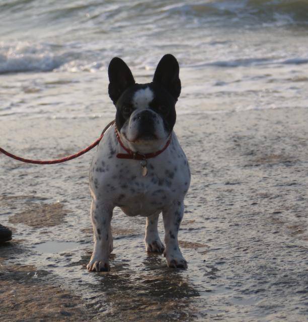 bouledogue francais lola - Bouledogue Français