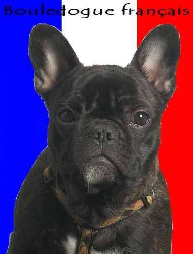 bouledogue français Daisy - Bouledogue Français