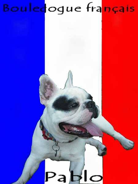 bouledogue français Pablo - Bouledogue Français