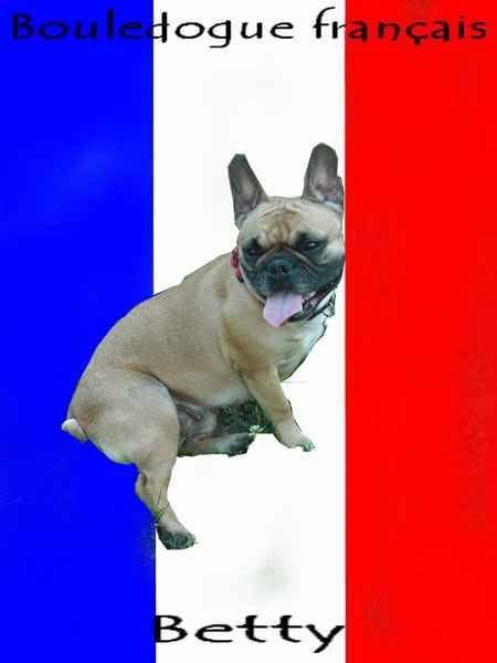 bouledogue français betty - Bouledogue Français