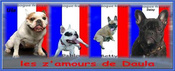 bouledogue français Daisy, Pablo, Betty et Ula - Bouledogue Français