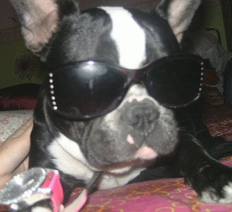 Bouledogue Français ==> Doug - Bouledogue Français