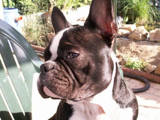 Bouledogue Français ==> Doug - Bouledogue Français