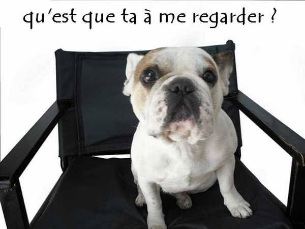 bouledogue français Ula - Bouledogue Français