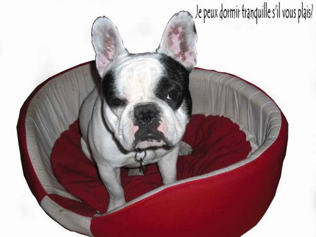 bouledogue français Pablo - Bouledogue Français