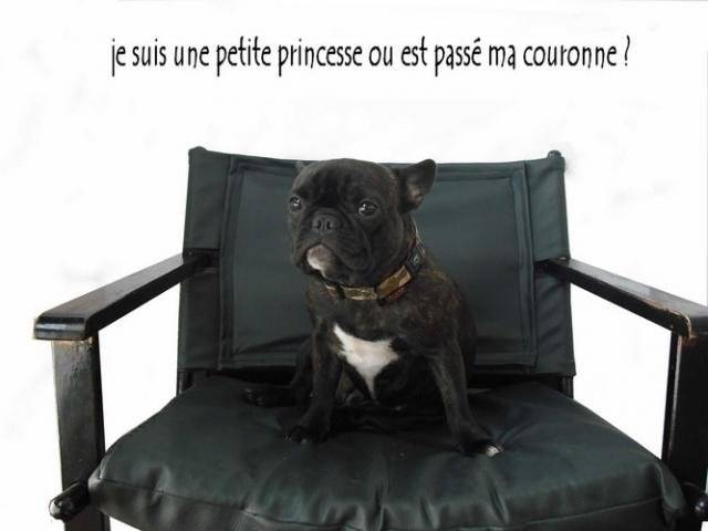 bouledogue français Daisy - Bouledogue Français