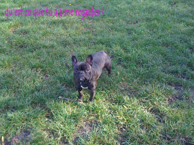 bouledogue français Daisy - Bouledogue Français