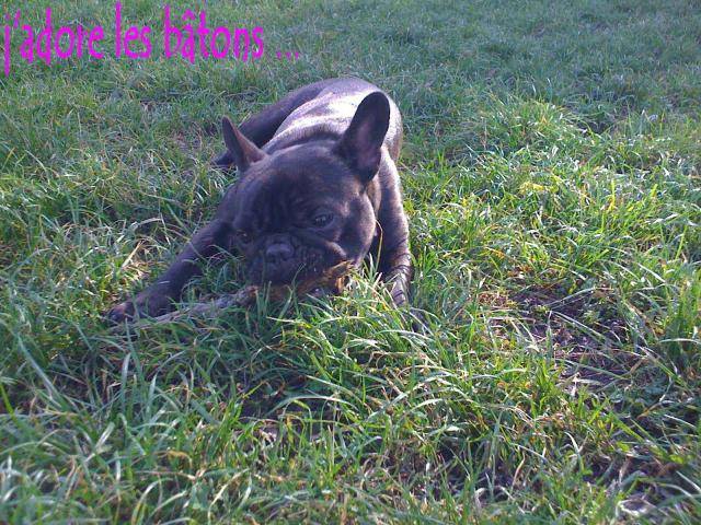 bouledogue français Daisy - Bouledogue Français