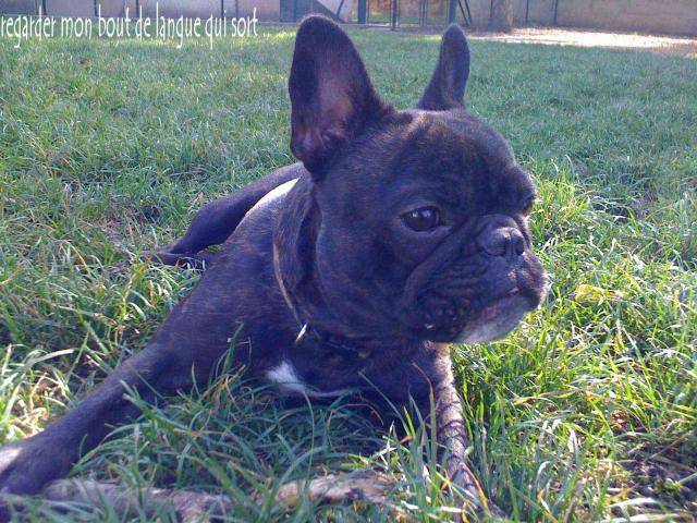 bouledogue français Daisy - Bouledogue Français