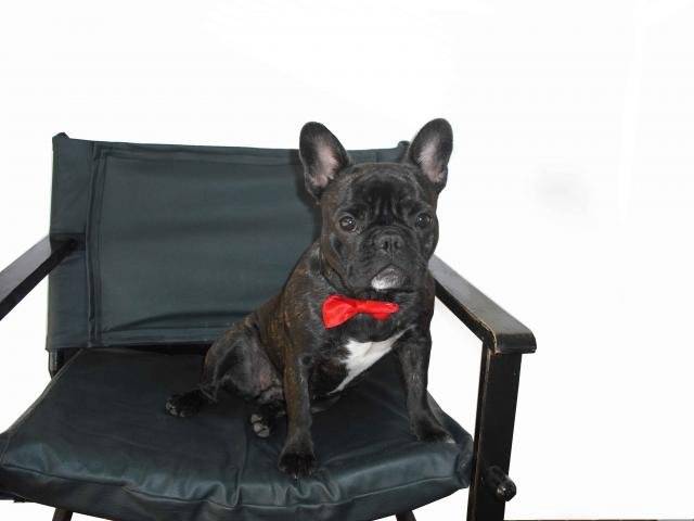 bouledogue français Daisy - Bouledogue Français