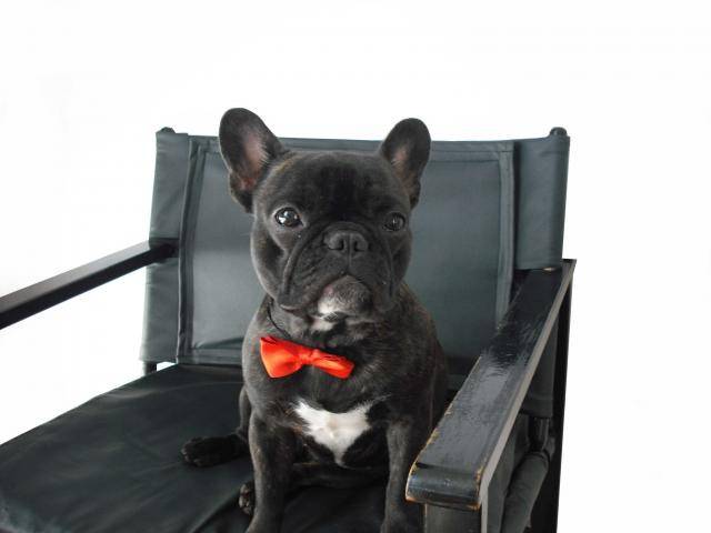 bouledogue français Daisy - Bouledogue Français