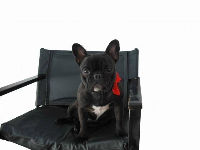 bouledogue français Daisy - Bouledogue Français