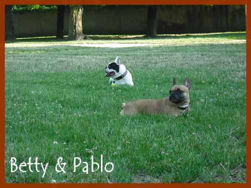 bouledogue français Betty & Pablo - Bouledogue Français
