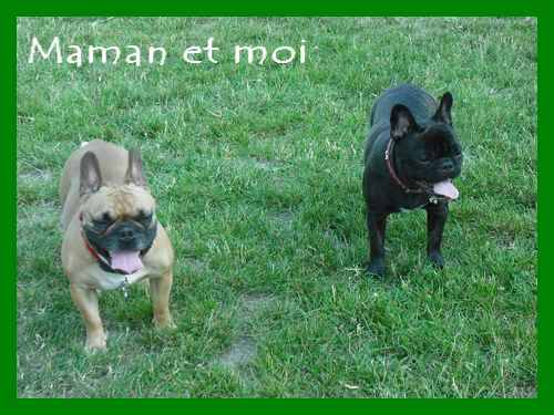 bouledogue français Betty & Daisy - Bouledogue Français