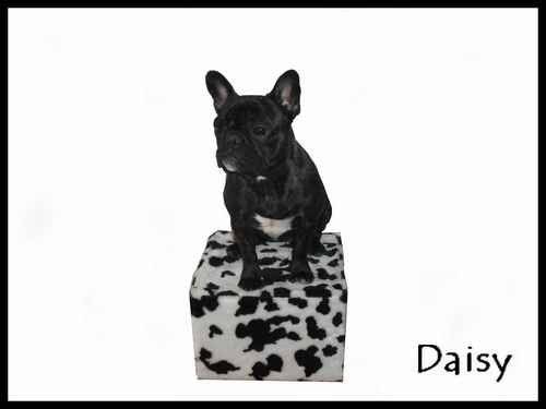 bouledogue français Daisy - Bouledogue Français