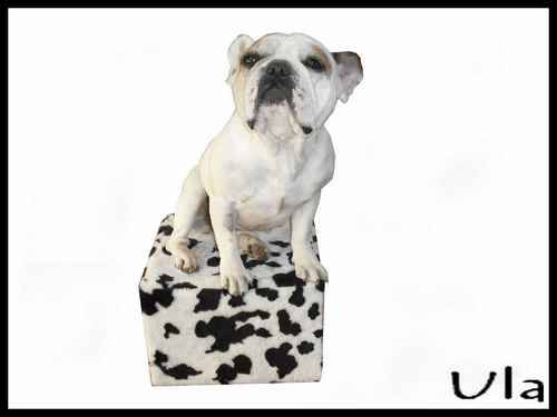 bouledogue français Ula - Bouledogue Français