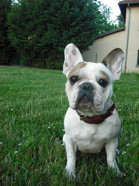 bouledogue français Ula - Bouledogue Français