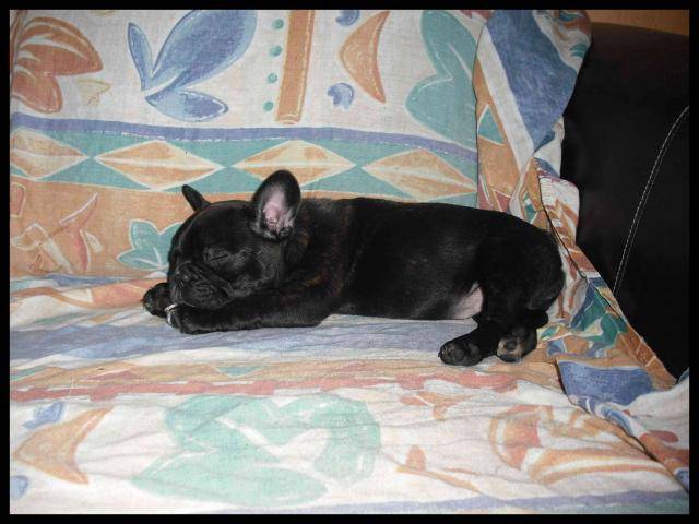 bouledogue français Eva - Bouledogue Français