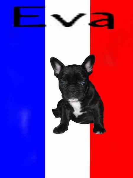 bouledogue français Eva - Bouledogue Français