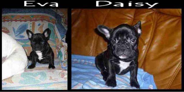 bouledogue français Daisy et Eva - Bouledogue Français