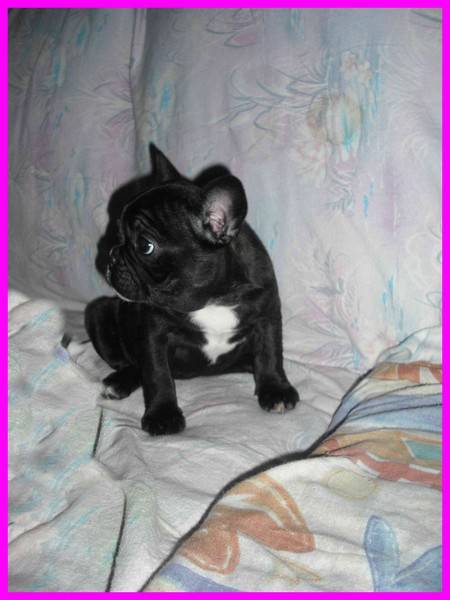 bouledogue français Eva - Bouledogue Français