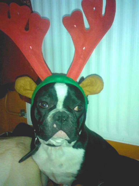 Bouledogue français ====> Doug en cerf ^^ - Bouledogue Français