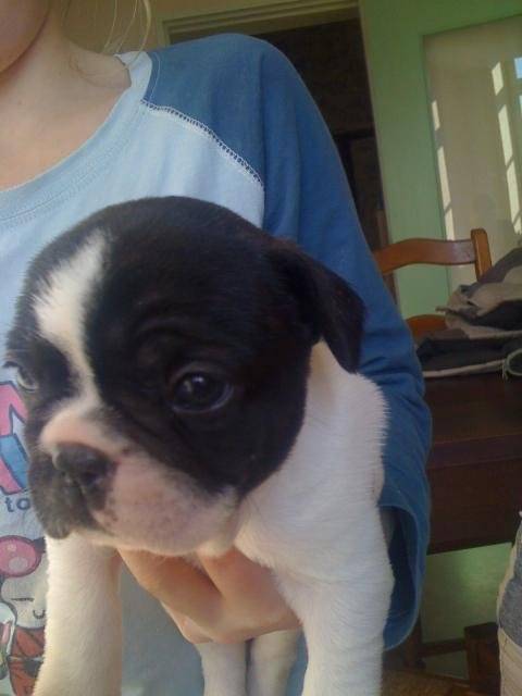 bouledogue francais duchesse - Bouledogue Français