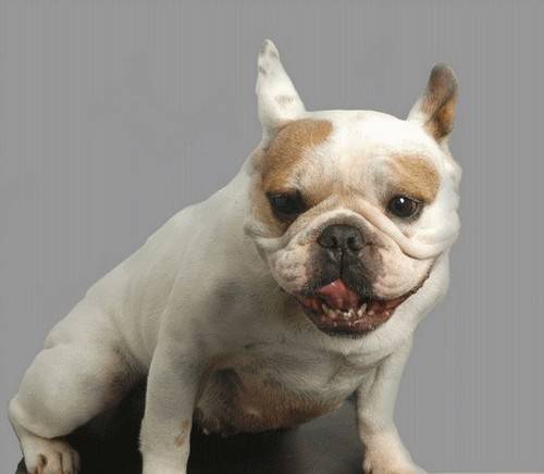 Ula bouledogue français - Bouledogue Français