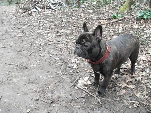 bouledogue français Daisy - Bouledogue Français