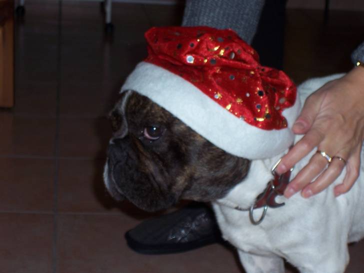 Vérone - Bouledogue Français Mâle (6 ans)