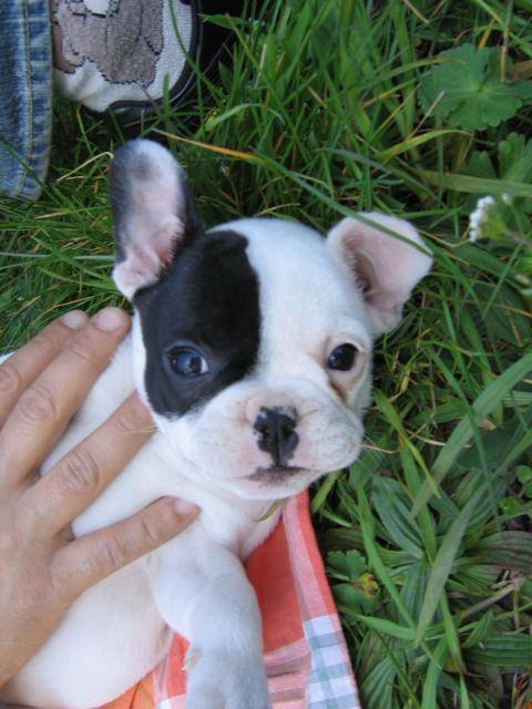 Caméo le Bouledogue Francais de Salomé - Bouledogue Français