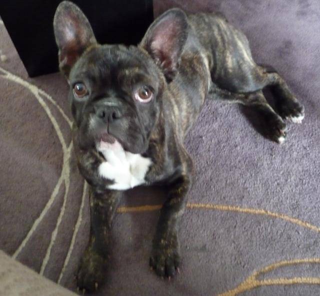 bouledogue francais féline - Bouledogue Français
