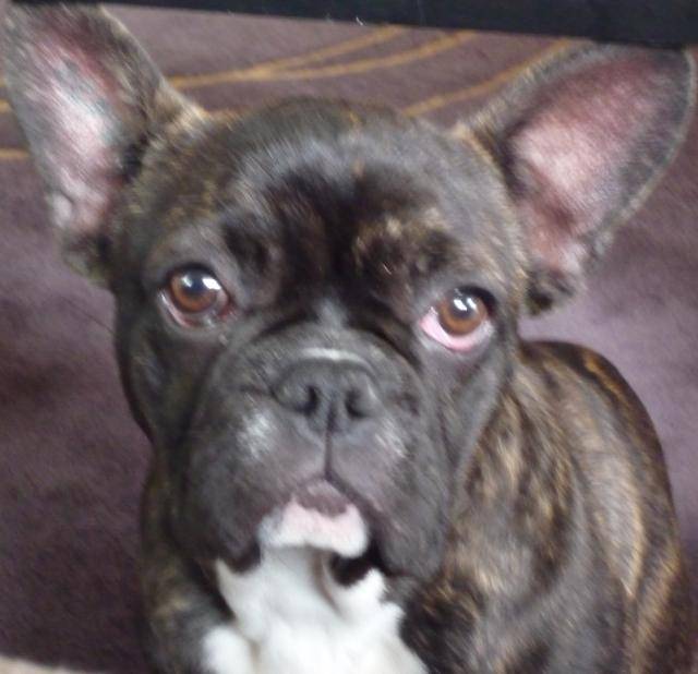 bouledogue francais féline - Bouledogue Français