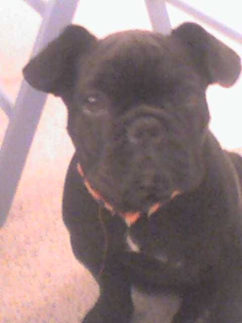 Mon chien adoré - Bouledogue Français Mâle (4 ans)