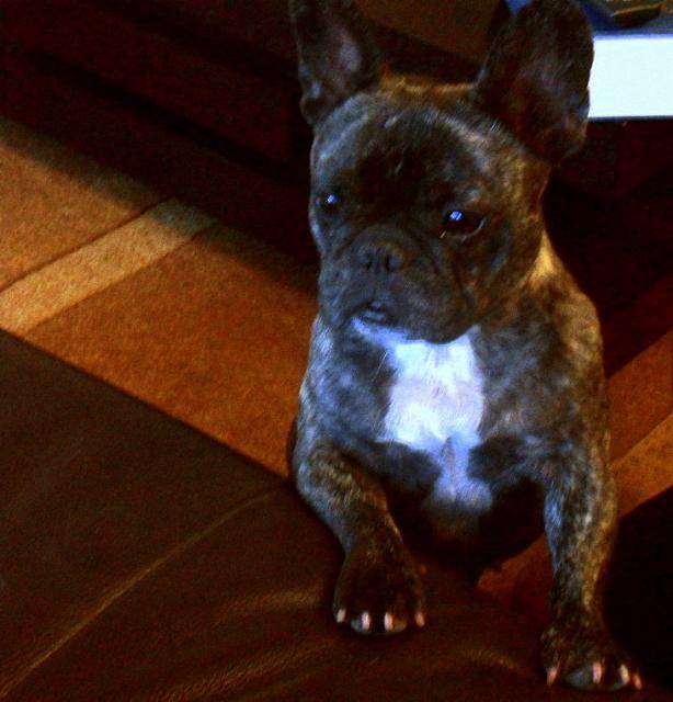 Colette,Bouledogue Français - Bouledogue Français