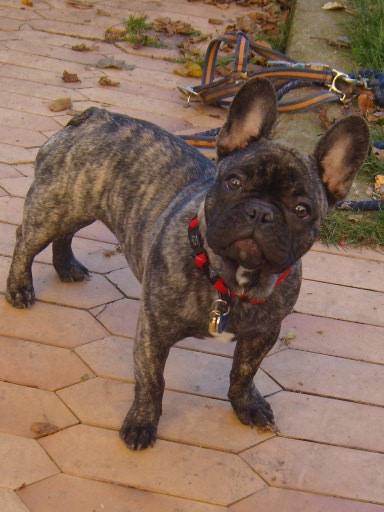 Bouledogue français - Bouledogue Français
