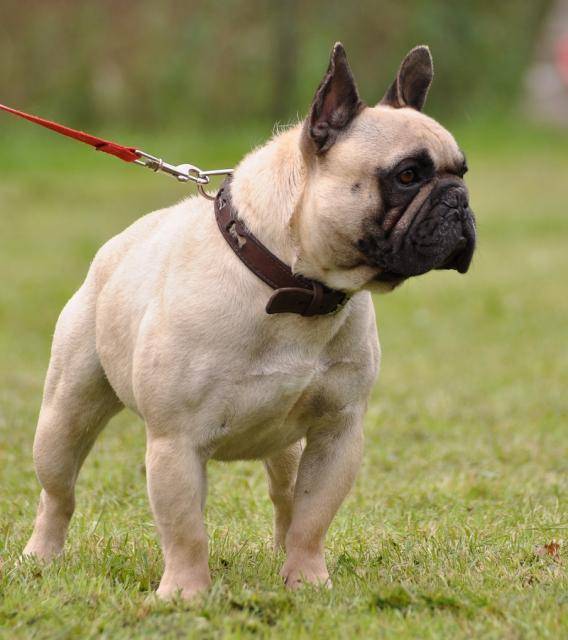 Bouledogue français - Bouledogue Français