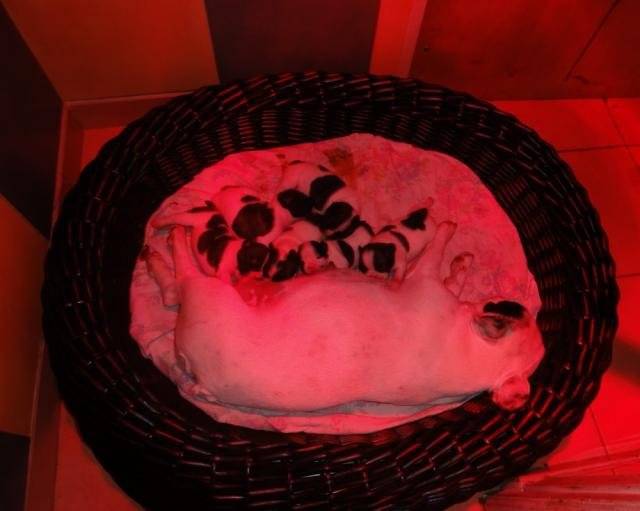ermine bouledogue français - Bouledogue Français