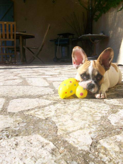 Gaspacho bouledogue francais - Bouledogue Français