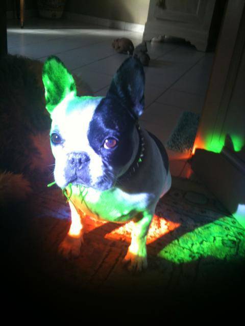 Vanina Bouledogue français - Bouledogue Français
