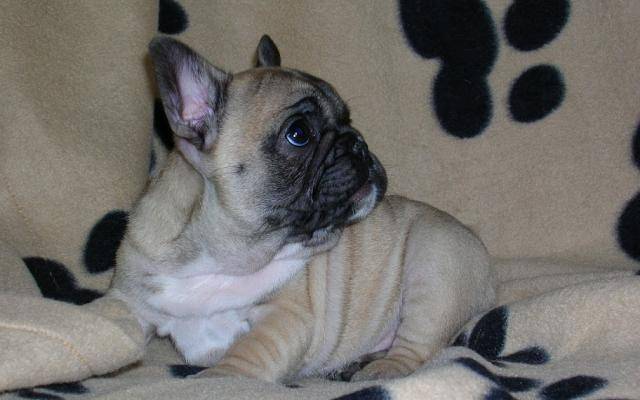 bouledogue français - Bouledogue Français