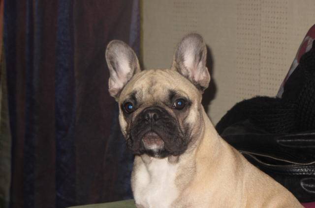 bouledogue francais (gina) - Bouledogue Français