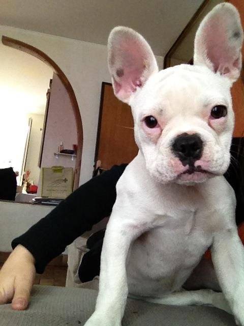 Bouledogue Français - Luna - Bouledogue Français