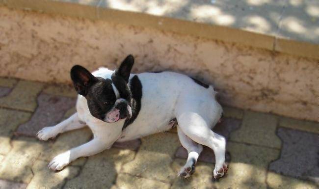 Anaïs 3 ans - Bouledogue Français (3 ans)